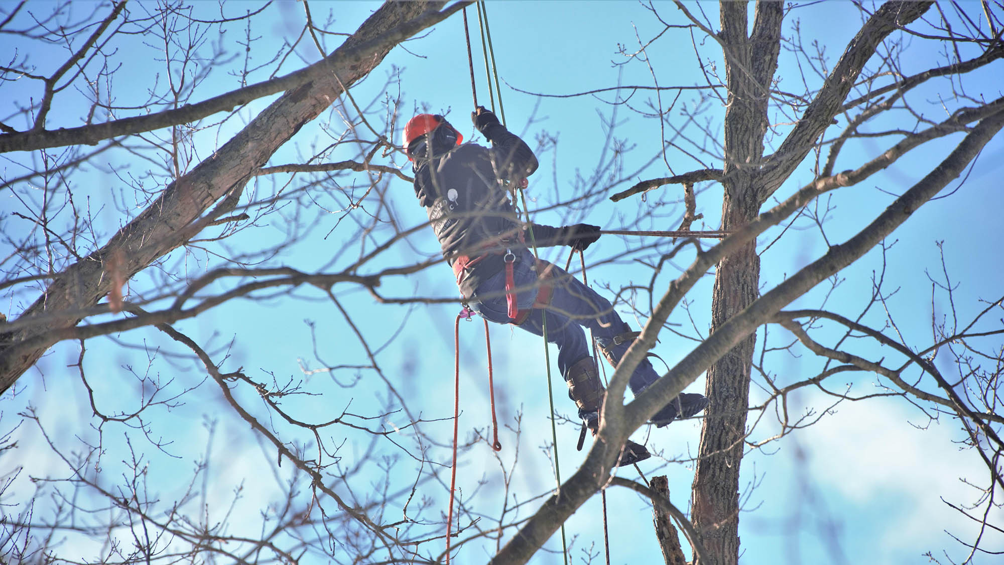 Baumpflege & Waldpflege Kenner